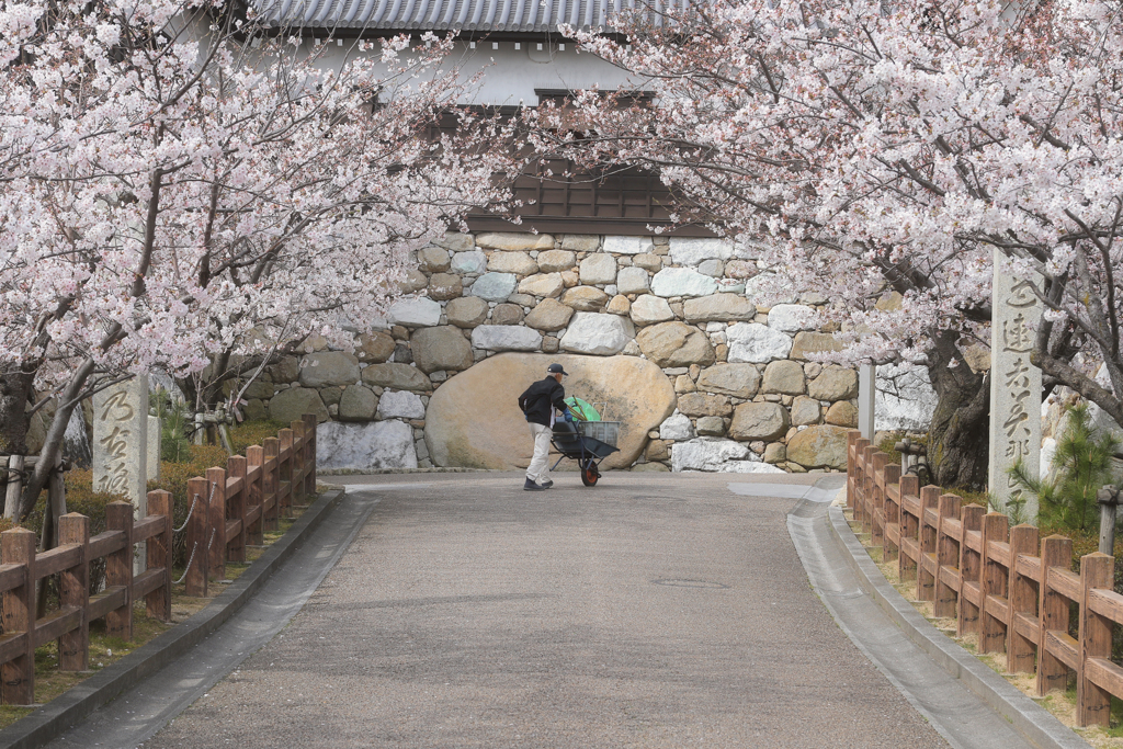 桜トンネルをゆく