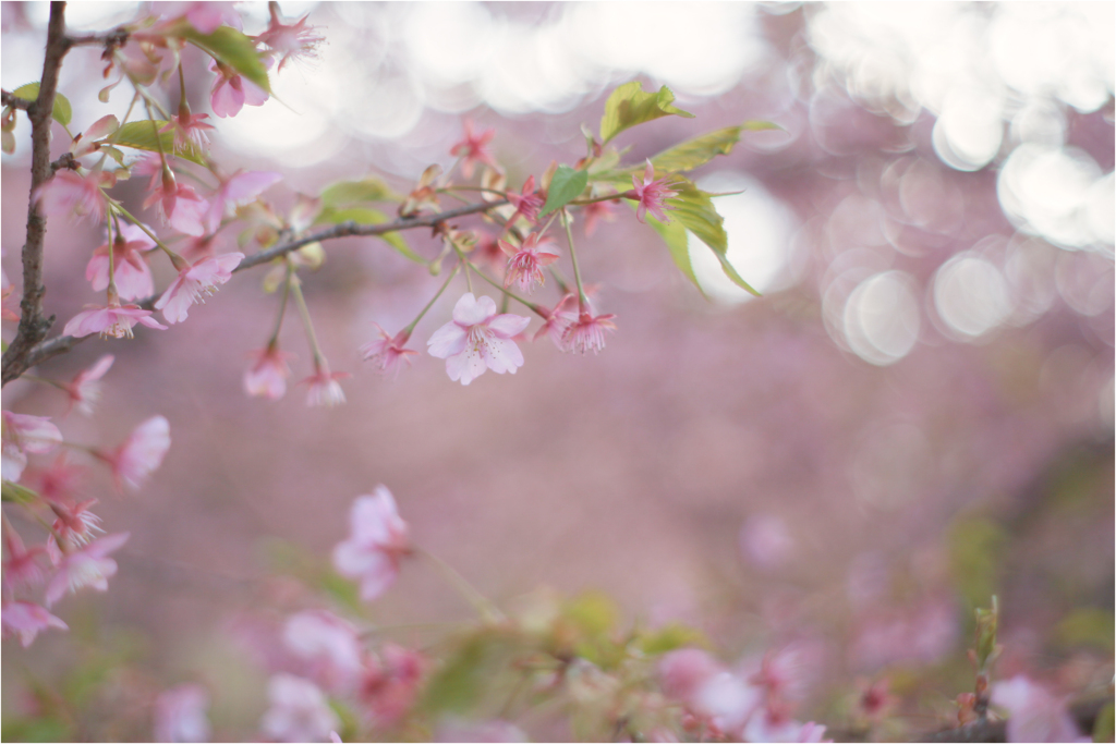 河津桜