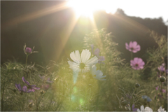 逆光ｘ秋桜
