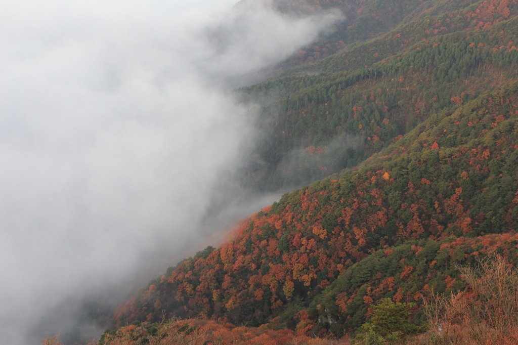 霧に包まれる紅葉