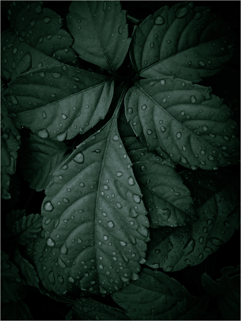 雨上がりの質感