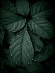 雨上がりの質感