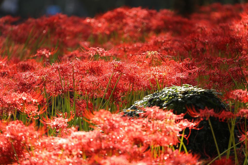 キラキラ曼殊沙華