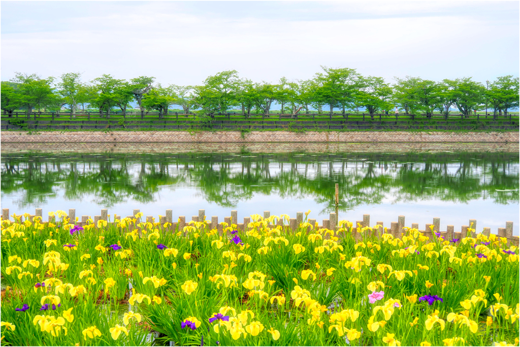 青桜と黄菖蒲
