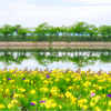 青桜と黄菖蒲