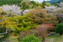 彩り
