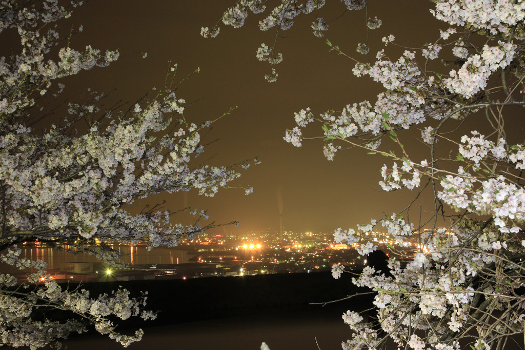 夜景を見下ろす桜