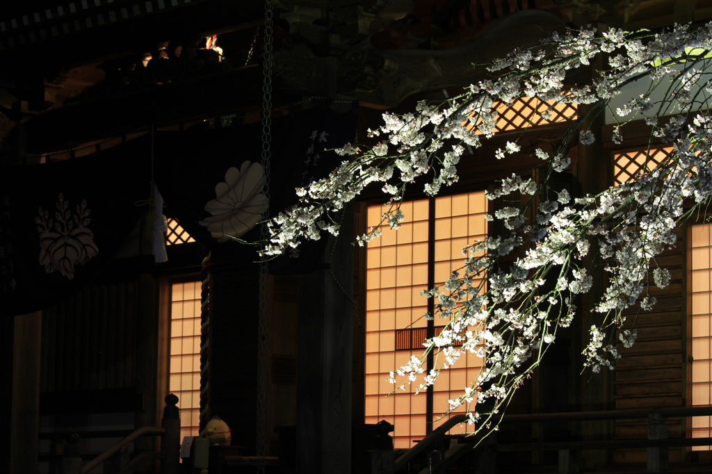 夜桜鑑賞