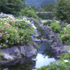 アジサイ公園
