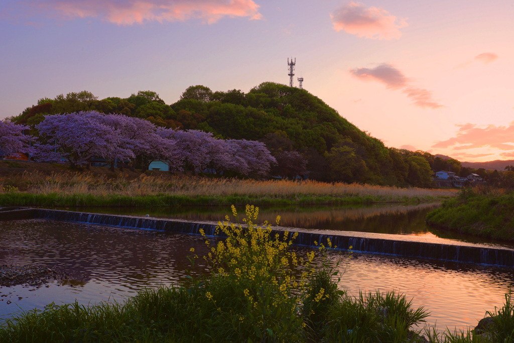 川べりの桜