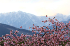 雪残る山と早春の河津桜