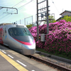 特急しおかぜと駅のつつじ