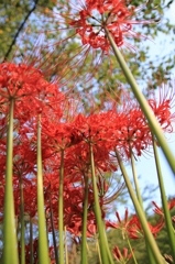 曼珠沙華タワー