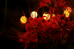 浮き出る赤い花