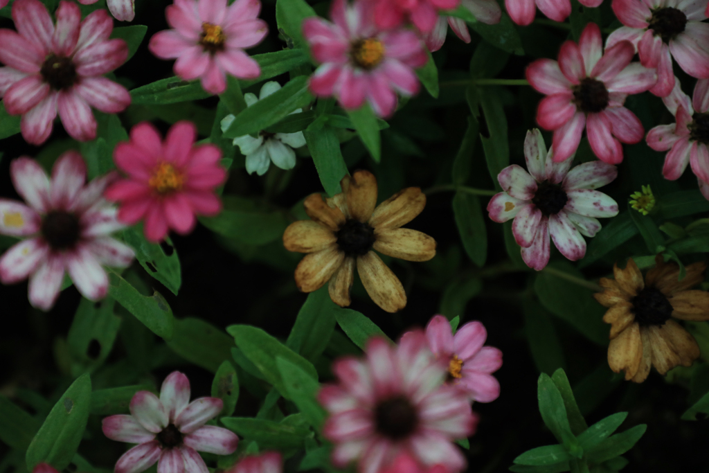 枯れ花の存在感