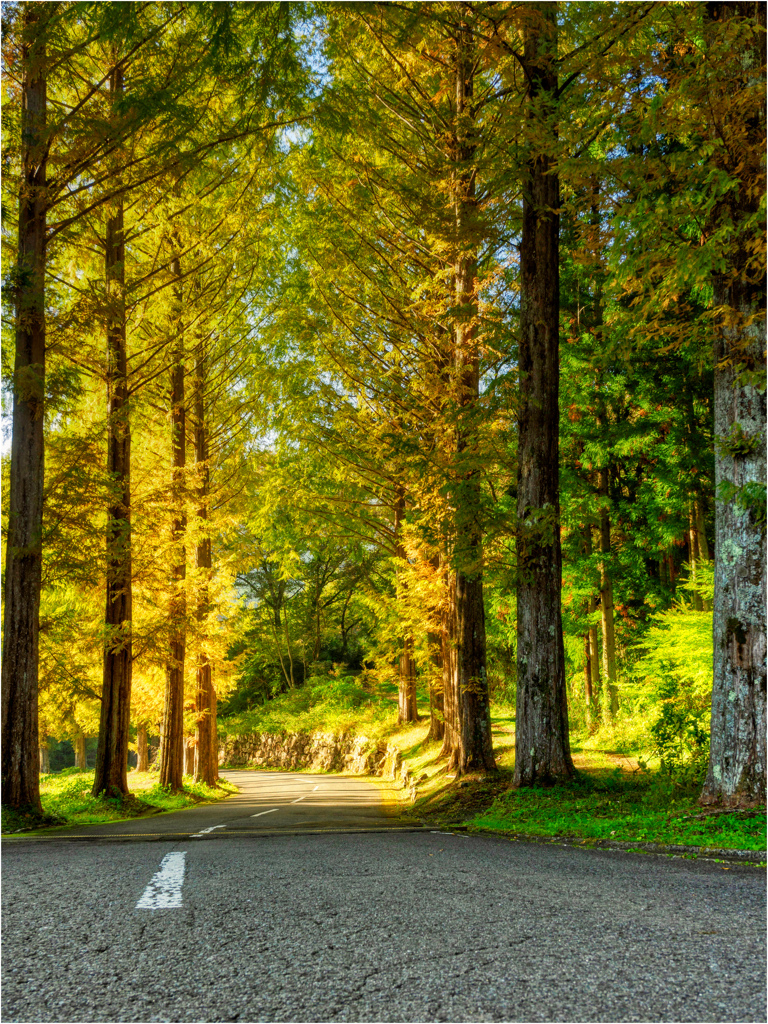 メタセコイヤの下り坂