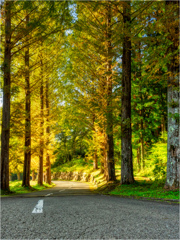 メタセコイヤの下り坂