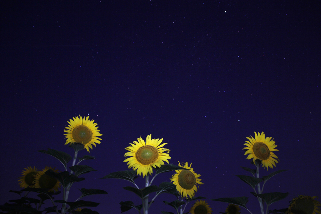 夜明けを待つひまわり