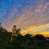 夕焼け雲と向日葵