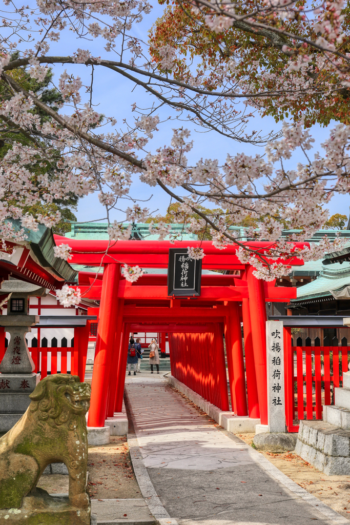 赤い鳥居と桜