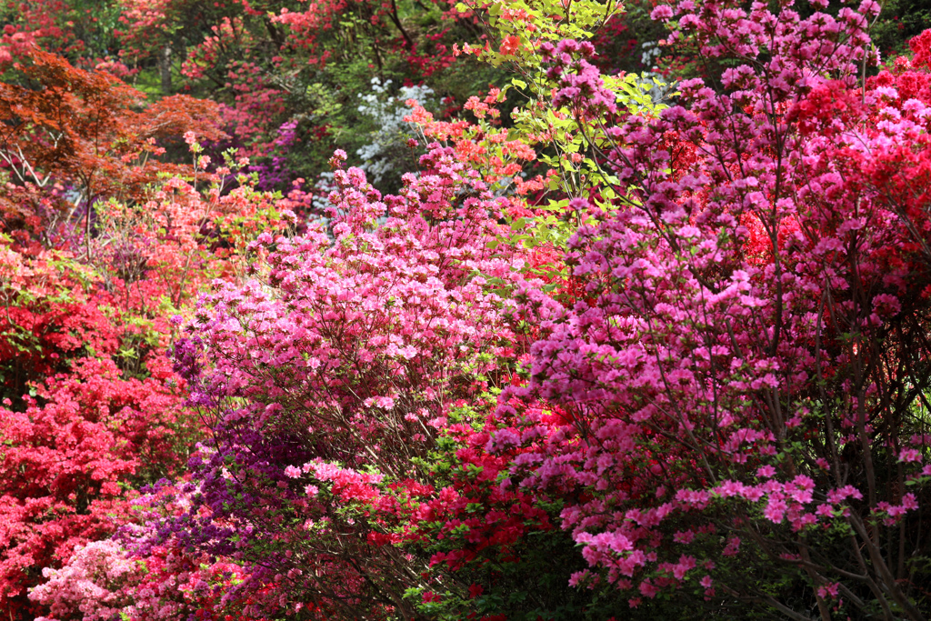 花の隠里