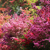 花の隠里
