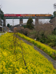 観光列車 X 菜の花