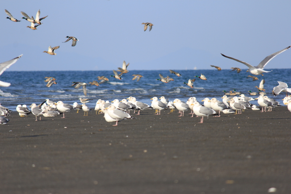 無数の鳥たち