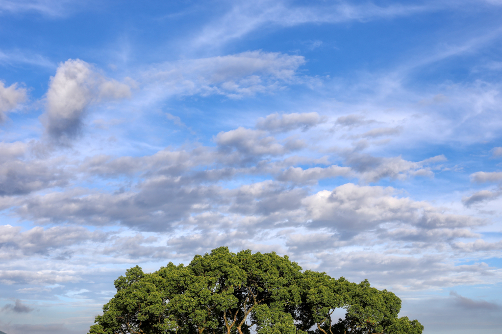 大樹と夏の空