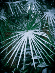 雪を乗せた存在感