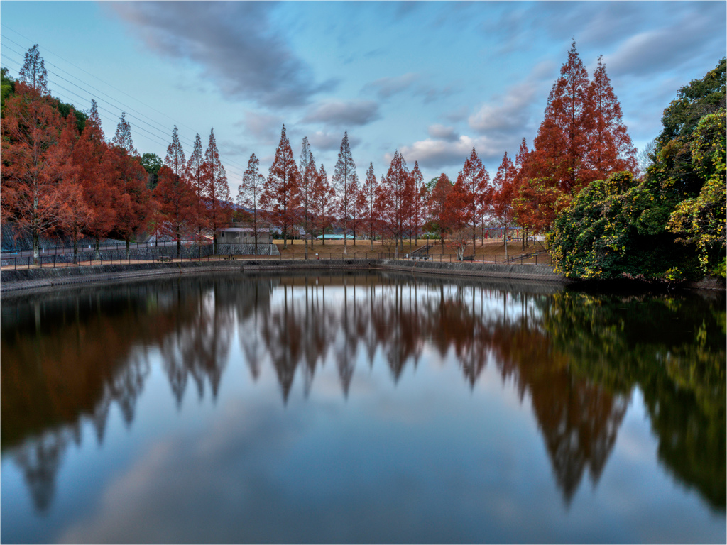 落葉間近のメタセコイヤ