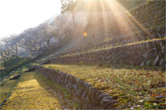 石段と桜のある風景