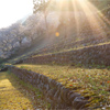 石段と桜のある風景