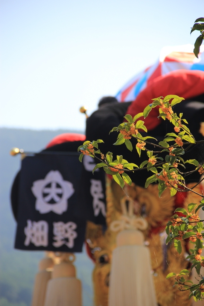 キンモクセイと太鼓台