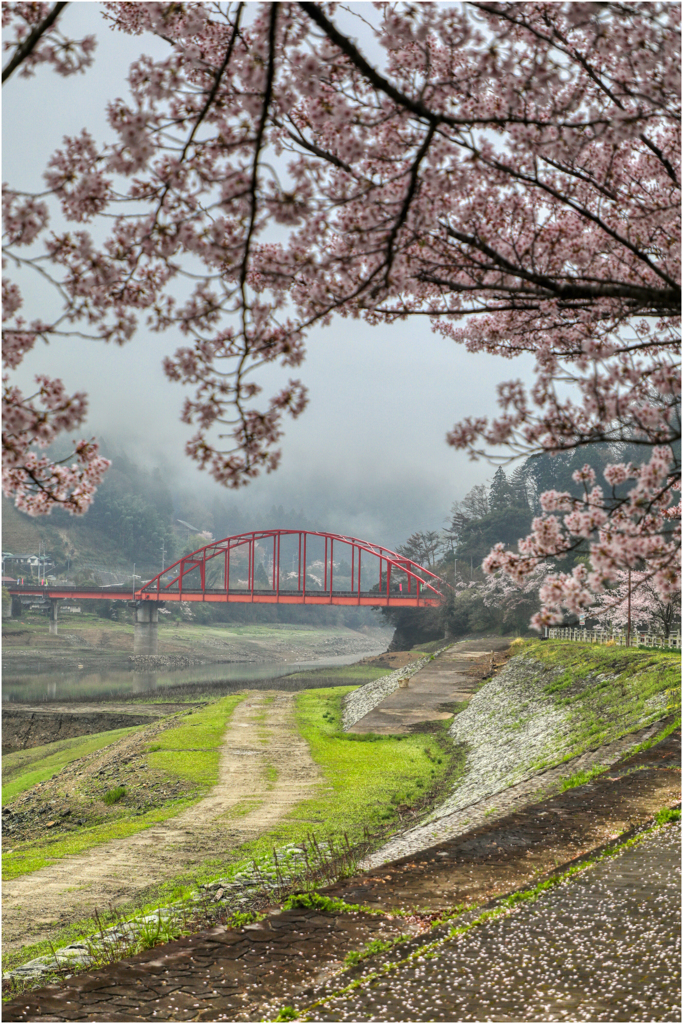 赤い橋と桜