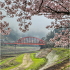 赤い橋と桜