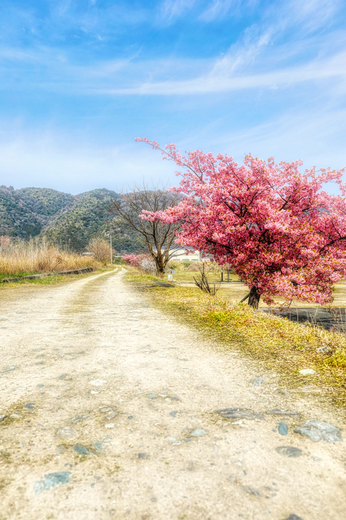田舎の道に桜咲く