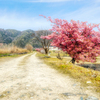 田舎の道に桜咲く