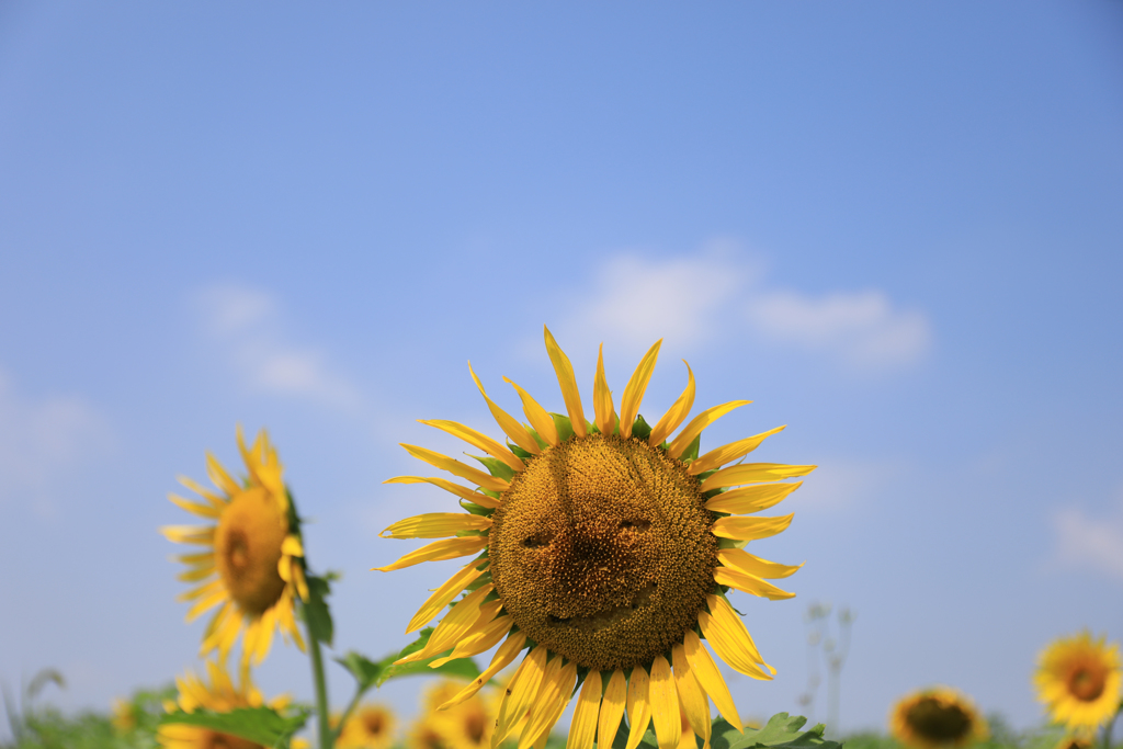 夏は好きだけど・・・