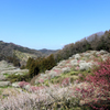 梅香る山