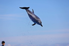 Flying Dolphin