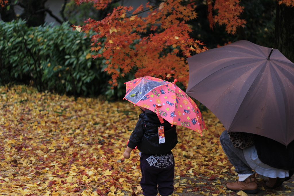 雨のもみじ狩り