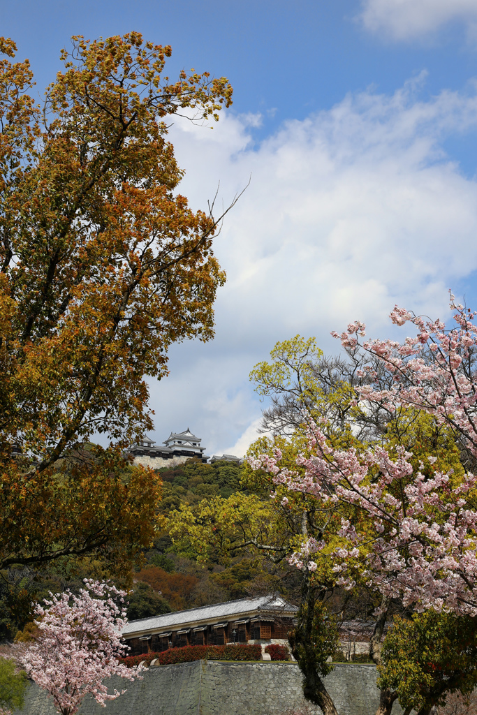 松山城の春