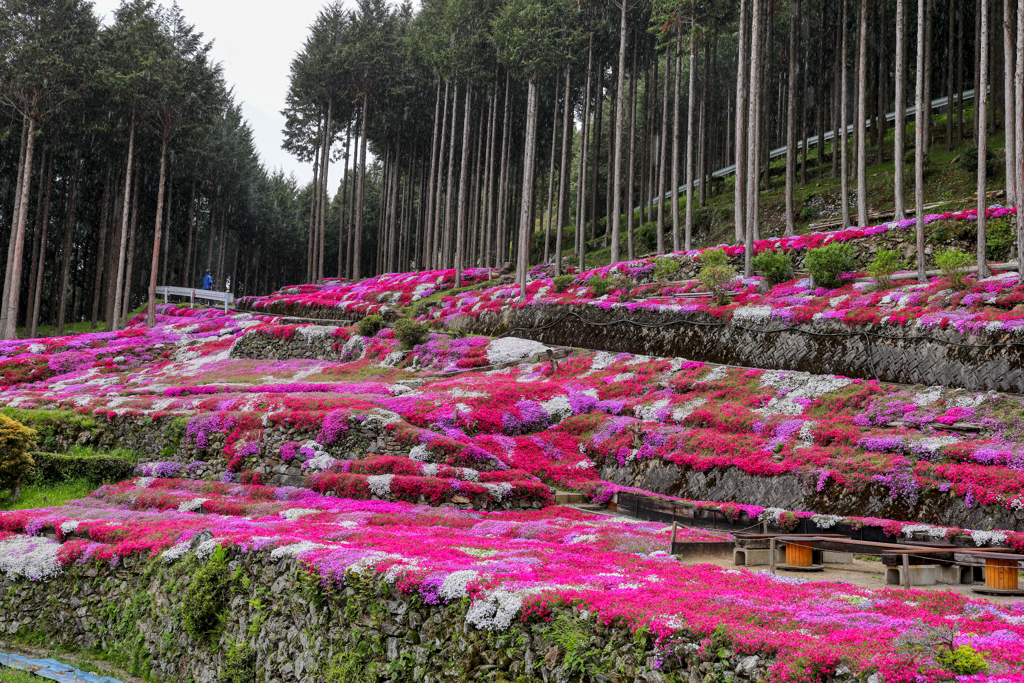 圧巻の景色、芝桜畑