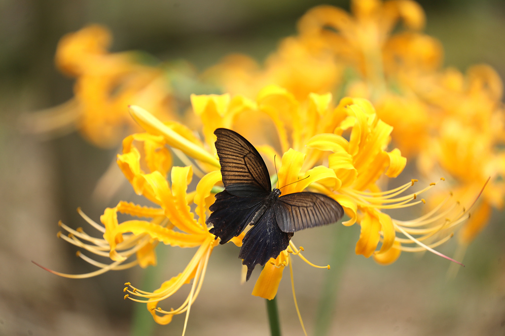 YELLOW & BLACK