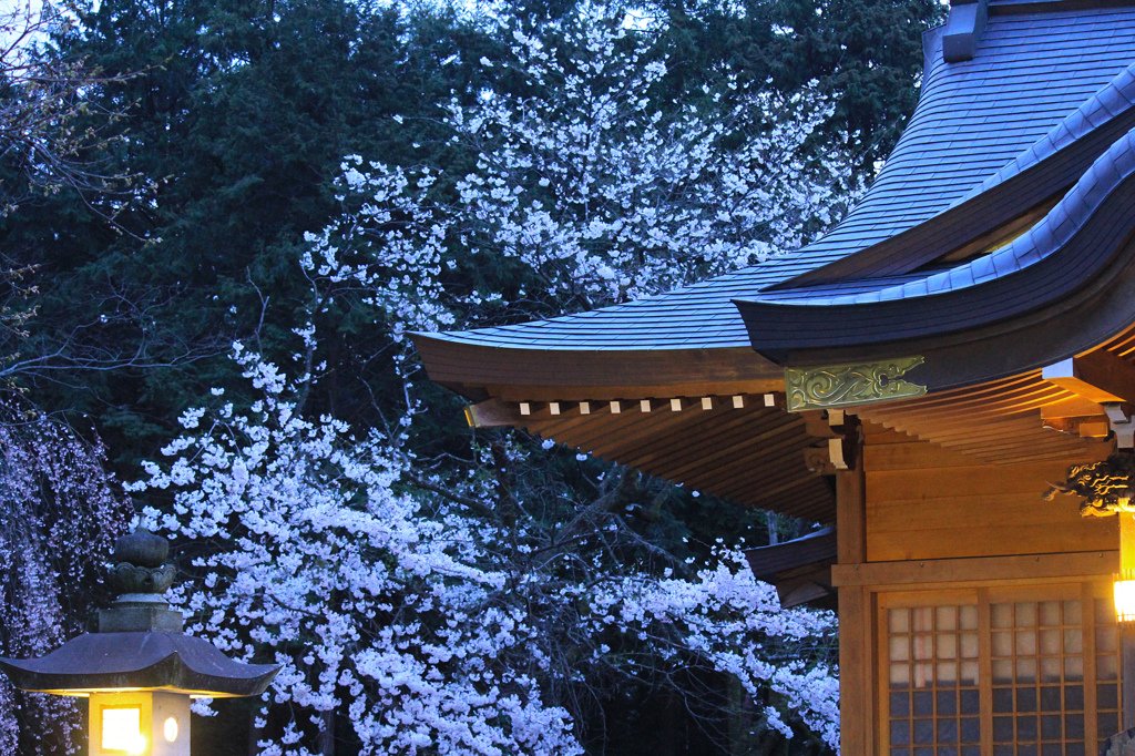 土居神社の桜