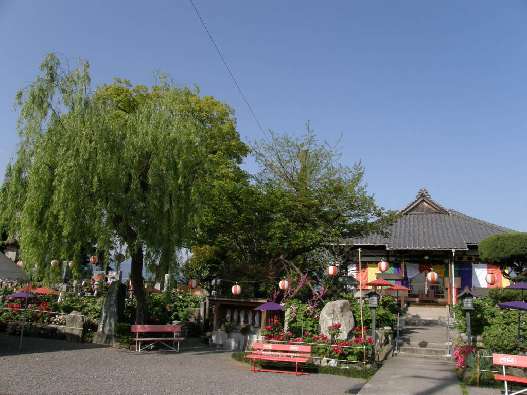 千本ぼたんの法安寺