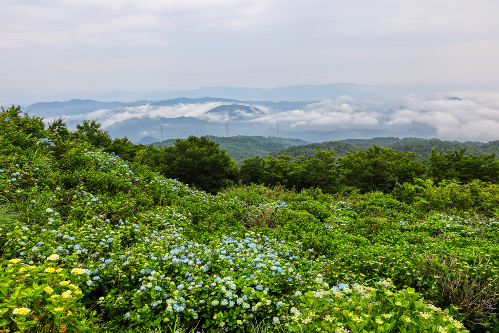 高原のアジサイ