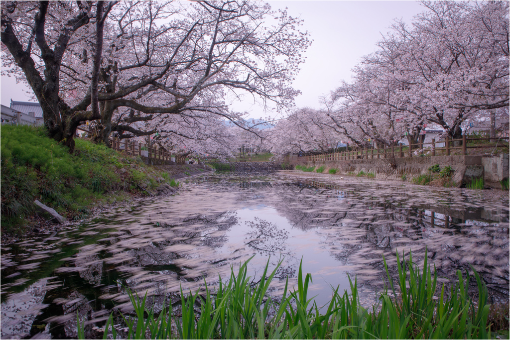 花筏 -hanaikada-