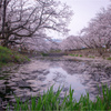 花筏 -hanaikada-